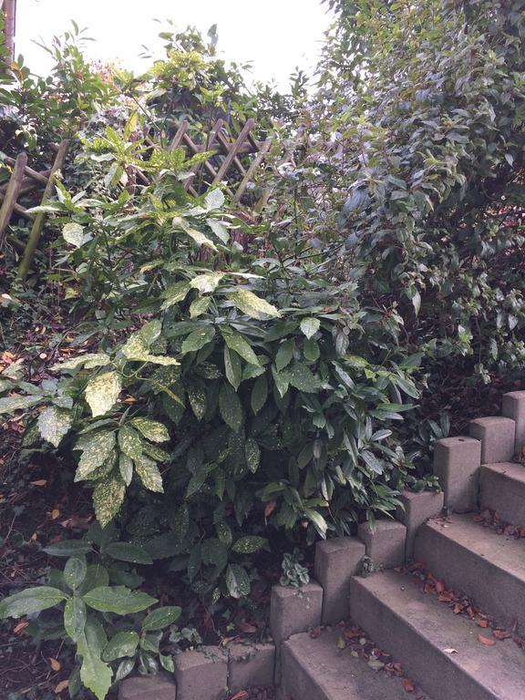 Appartement Rosengarten Wachtberg Екстериор снимка